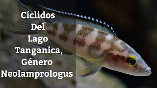 🔵 Género NeolamprologusCíclidos Africanos Del Lago Tanganica Acuarios MB [upl. by Joella]