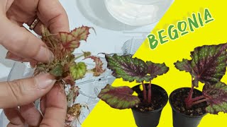 begonia tissue culture at home [upl. by Rolland]