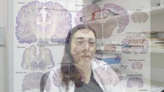 Neuroanatomia memória aprendizagem e educação [upl. by Frum]