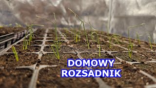 Warzywa WSCHODZĄ Moja Rozsada Warzyw w Domu w Growboxie Papryka Seler Por Cebula Uprawa 2023 [upl. by Nalym]