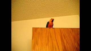 Screaming Sun Conure [upl. by Konstantine]