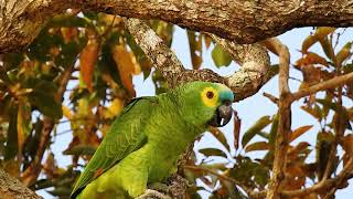 Sounds of TURQUOISEFRONTED PARROT AMAZONA AESTIVA PAPAGAIOVERDADEIRO Wildlife shows [upl. by Eelanna694]