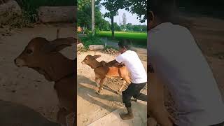 Chhoti Chhoti Gaiya🐄🐄🐄 [upl. by Acherman]