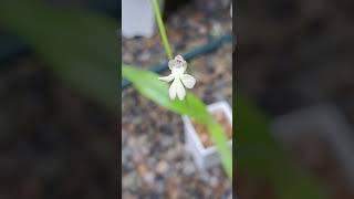 cynorkis fastigiata 植物 plants orchid 蘭花 [upl. by Abba53]