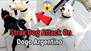 Dogo Argentino vs Street Dog 😱😱  Dogo Argentino Simmba [upl. by Kipton]