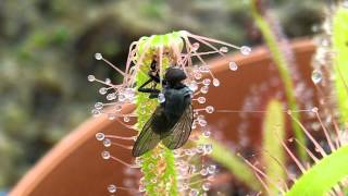 Sundew Carnivorous Plant Catches fly timelapse [upl. by Nirihs]