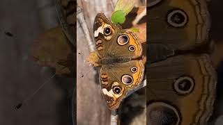 Buckeye Junonia coenia in Brushfooted Butterfly Family Nymphalidae  Observed in Description [upl. by Oitaroh106]