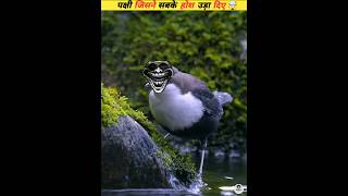 The bird 🐦that has stunned even the fishes 🐟 viral [upl. by Natsud]