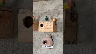 Lovebird breeding shorts birds parrotbreeding shortvideo lovebirds budiges [upl. by Hera]