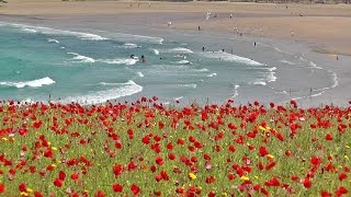 Skylark Bird Song and Nature Sounds  Birds Singing Over The Poppy Fields of Cornwall HD [upl. by Liakim]