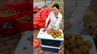 Amazing Fresh Kiwi 🥝🥝 Fruit  Why is She Cutting The Fruits amp Ruining Them shorts youtubeshorts [upl. by Arada]