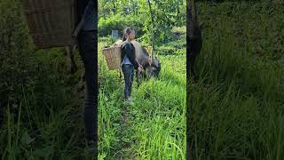 The daily life of a cowherd girl A girl in the mountains Herding cattle every day [upl. by Enuahs]