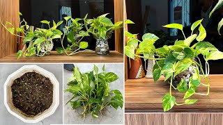 Unique desktop pothos ideas and ways to prevent mosquitoes from growing in pots [upl. by Atinrev]