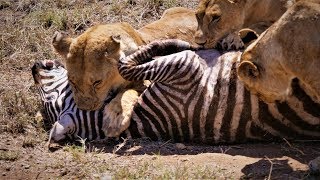 Serengeti Pride of lions hunting and killing zebras 4 KUHD [upl. by Attaynek]