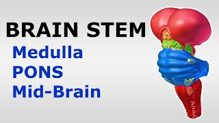 Chp05 BRAINSTEM  Snells NeuroAnatomy  Medulla  PONS  Midbrain  Dr Asif Lectures [upl. by Orabel826]