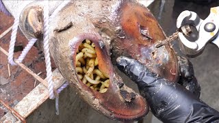 SHOCKING truth about cutting and trimming cow hooves many screws stuck in the hooves  4K [upl. by Akvir]