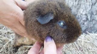 Ulcerated Eye in a Teddy Guinea Pig [upl. by Medardas]