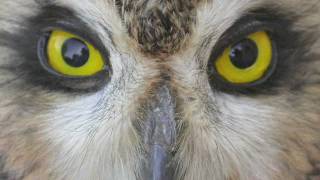 Separating Shorteared and Longeared Owls [upl. by Mcneely]