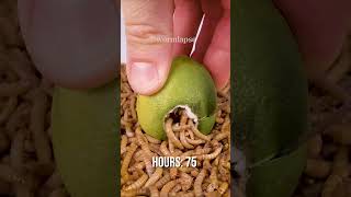 Mealworms vs Lime [upl. by Nireil]