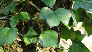 La HIEDRA es una PLANTA MÁGICA  Hedera Helix la enredadera [upl. by Nawuj]