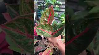 Aglaonema Widya R3 😍❗❗ shortvideo plants garden aglaonema tanamanhias [upl. by Neilson403]