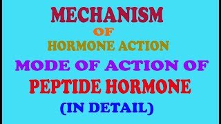 PEPTIDE hormone mechanismin detail [upl. by Nileek]