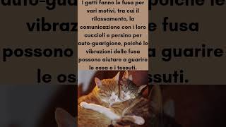 Perché i gatti fanno le fusa curiositàscientifiche youtubeshorts gatti [upl. by Tloh]