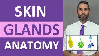 Skin Glands Anatomy Sweat Glands Sebaceous Glands Integumentary System [upl. by Ahsinawt]