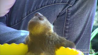 Baby sloth Beanie is so good about her sitz bath  030824  SlothTV via exploreorg [upl. by Aneeram163]