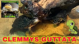 Clemmys Guttata en zoológico tortuga moteada [upl. by Lladnor]