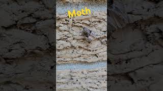 Fun Facts About A Moth moth insect insects [upl. by Hcab]