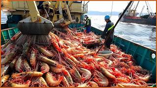 American Fishermen Use Robots To Catch Hundreds Of Tons Of Shrimp This Way  Trawl Net Caught Shrimp [upl. by Dawn]