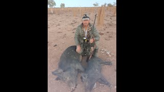 Hunting wild pigs in the Northern Territory 2019 [upl. by Nevetse232]