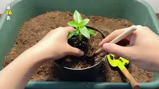 A pot of Vinca Rosea grown from seeds in half a year Madagascar Periwinkle Plant [upl. by Justus]