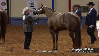 2023 AQHA World Championship Show Select 3YearOld Mares [upl. by Ecaj]