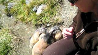 Gefräßige Murmeltiere am Großglockner  Marmots in the alps [upl. by Trillbee97]