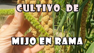 🌾Cultivo de mijo en rama o panizo para canarios exóticos y otras aves [upl. by Fuchs]