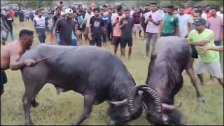 Bullfights Goa  Traditional Dhirio Sport  Goan Dhirio Sport [upl. by Cl]