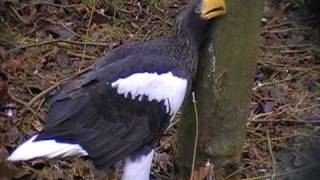 stellers sea eagle [upl. by Va]