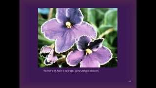 The African Violet Plant Presentation [upl. by Dorice]