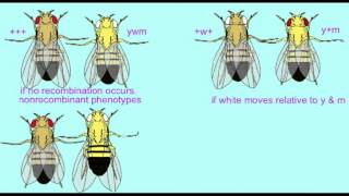 GENETICS 2 MAPPING GENES IN DROSOPHILA 2 [upl. by Switzer]