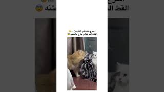 اسرع فتنه في التاريخ😂😂😂😂 [upl. by Ardisi476]