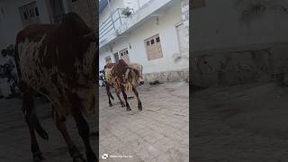 original gir cow girlando cowvideos gir farming [upl. by Spark]