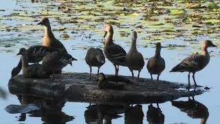 Plumed WhistlingDuck amp Wandering WhistlingDuck [upl. by Jerrilyn]