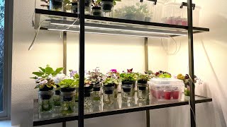 African Violets – All My Lights amp New Barrina Full Spectrum Setup [upl. by Dena368]