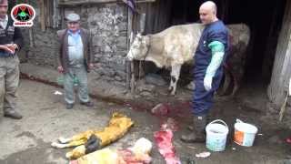 ÖLÜ DOĞAN BUZAĞI ŞAŞIRTTI  DEAD BORN CALF SURPRİSED [upl. by Iadahs261]