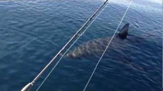 18 Ft Great White Shark Stalks Boat on video part 1 [upl. by Terzas]