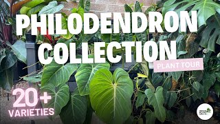 20 Species of Philodendron House Plant Collection Tour [upl. by Sweeney350]