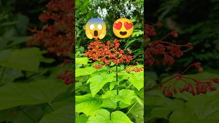 Clerodendrum paniculatum Plant pagoda flower shorts nature trending shortsfeed shortsviral [upl. by Eibot]