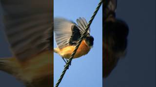 गोजा Siberian stonechat [upl. by Ialohcin]